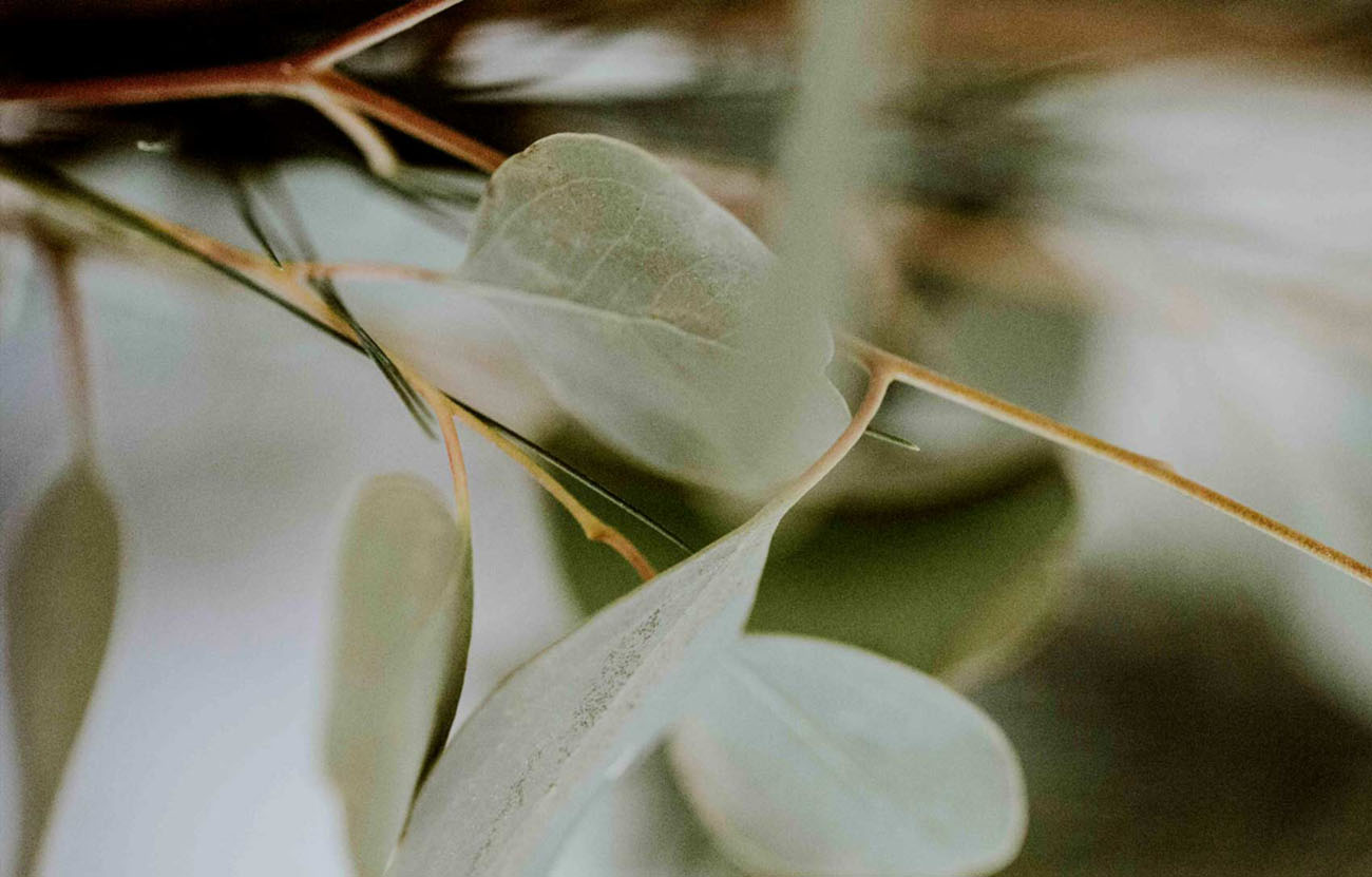 gyógynövényes kozmetikumok