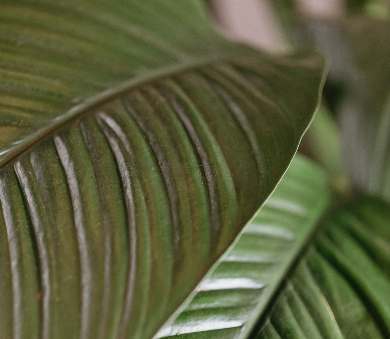 szépségszalon budapest